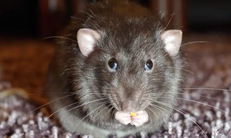 Dératisation : comment se débarrasser des rats dans votre maison ?