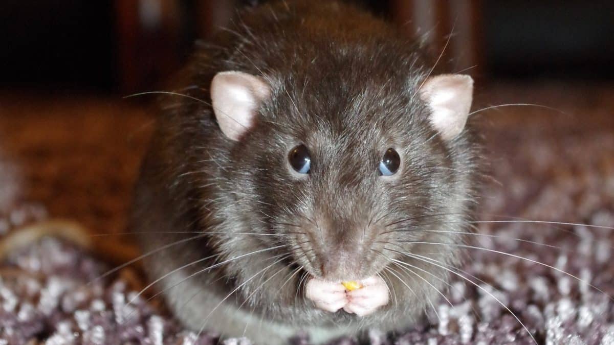 Dératisation : comment se débarrasser des rats dans votre maison ?